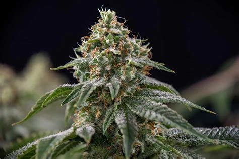 Gelato Weed Strain Review & Information | CTU