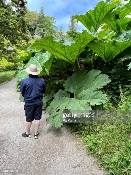 128 Giant Rhubarb Stock Photos, High-Res Pictures, and Images - Getty Images