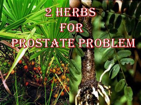 HEALTHY FOODS & HERBAL MEDICINES: HERB FOR PROSTATE PROBLEM