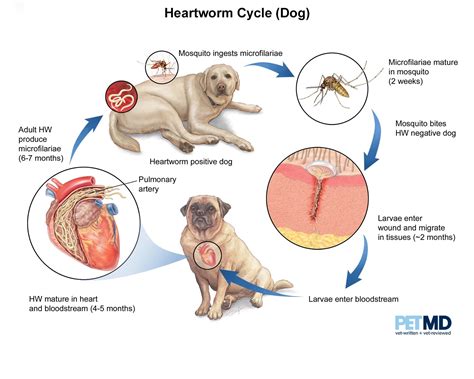 Heartworm Disease in Dogs | PetMD