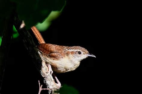 What can Carolina wrens eat? - Birdful