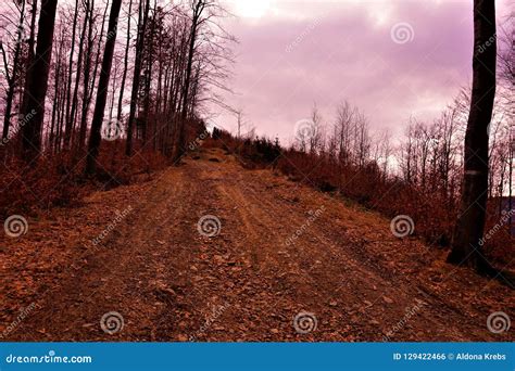 Path, Walking in the Forest Stock Photo - Image of path, alley: 129422466