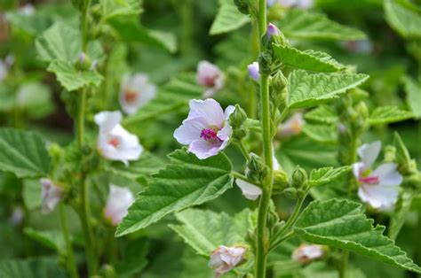 The Mallow Plant Gave Marshmallow Its Name