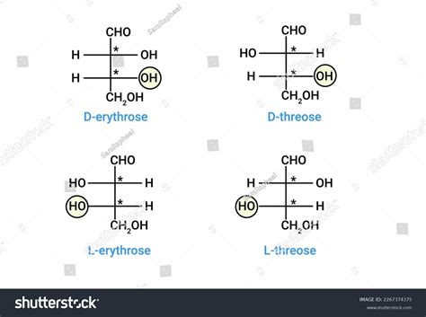 Structure Derythrose Lerythrose Dthreose Lthreose Stock Vector (Royalty Free) 2267374375 ...