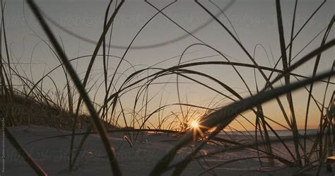 "Golden Sunset Through Beach Grass" by Stocksy Contributor "Maryanne ...