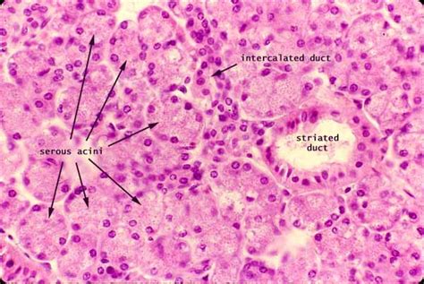 Parotid Histology