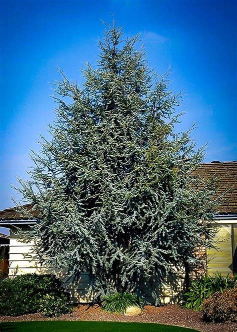 Blue Atlas Cedar For Sale Online | The Tree Center