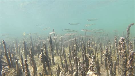 Shellfish reefs improve marine biodiversity | The National Tribune