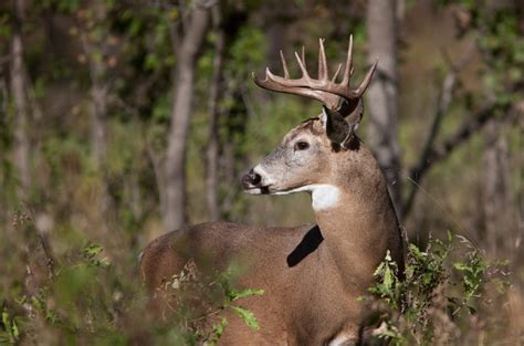 7 early-season secrets for hunting big whitetail bucks • Outdoor Canada