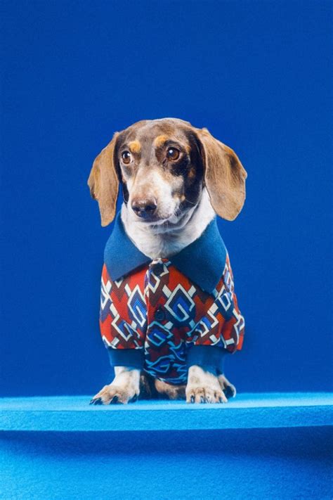 Gucci Pet Collection Campaign Dog Cat Photos