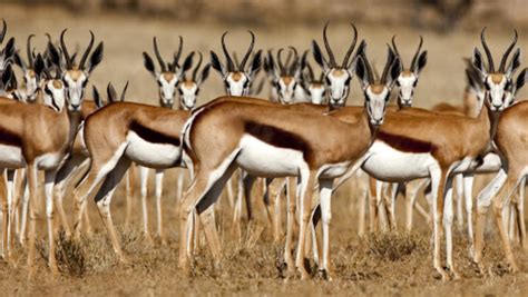 Mongolia: Gazelle herds invade Ulaanbaatar