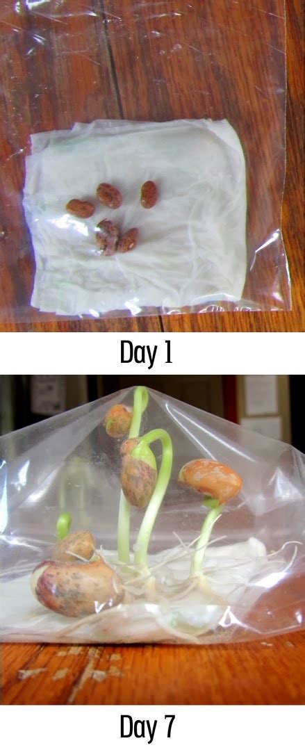 Growing beans in a plastic bag - 101 Gardening