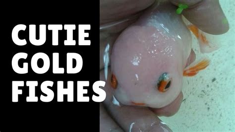 goldfish breeds - YouTube