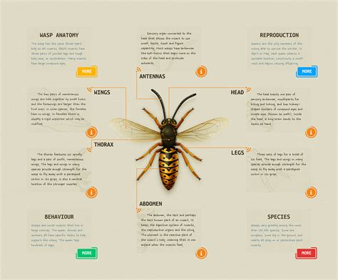 Andrei Marius - Wasp Anatomy Diagram