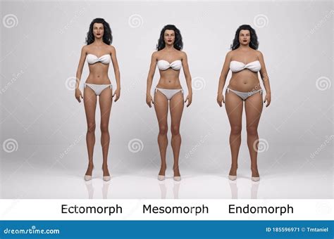 3D Render : the Portrait of Female Body Type : Ectomorph, Mesomorph ...