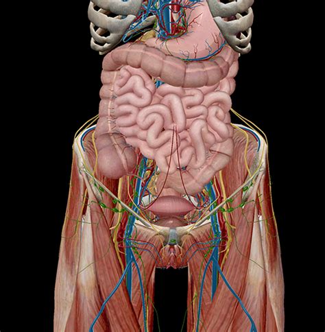 5 Facts about the Anatomy of the Pelvic Cavity