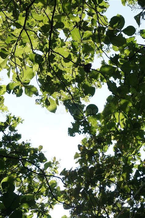 Photo of teak tree leaves stock photo. Image of leaf - 170136942