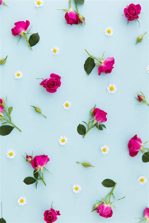 "Summer Flower Background" by Stocksy Contributor "Ruth Black" | Flower backgrounds, Flower ...