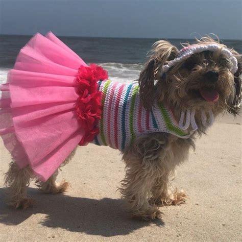 a small dog wearing a dress on the beach