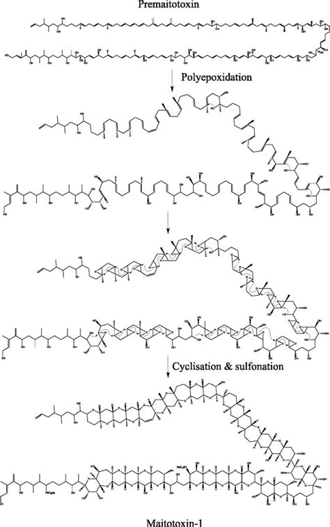 Proposed mechanism for maitotoxin-1 production. Polyene (premaitotoxin ...