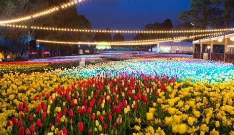 Floriade Nightfest, Moonlight Lounge, Program, Around the Park, Demonstration.