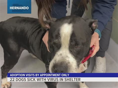 22 dogs sick with upper respiratory virus at Hernando Co. shelter