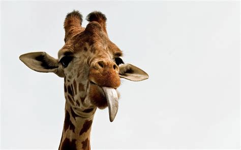 Baby Giraffe Wallpapers - Top Free Baby Giraffe Backgrounds ...