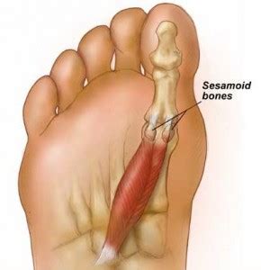 The Sesamoid Bones