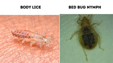 14 Bugs That Look Like Bed Bugs (With Photo Comparison)