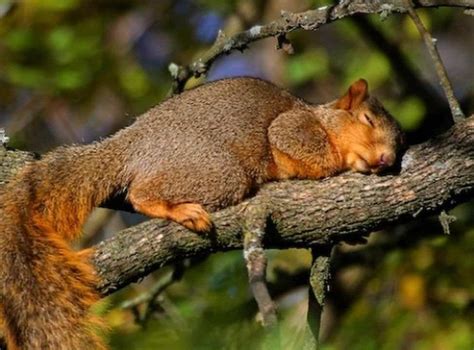 Sleeping Habits of The Squirrels and Their Common Nests - Anifa Blog ...