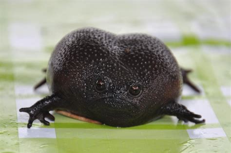 black rain frog - my new god. | Types of frogs, Amphibians, Different types of frogs