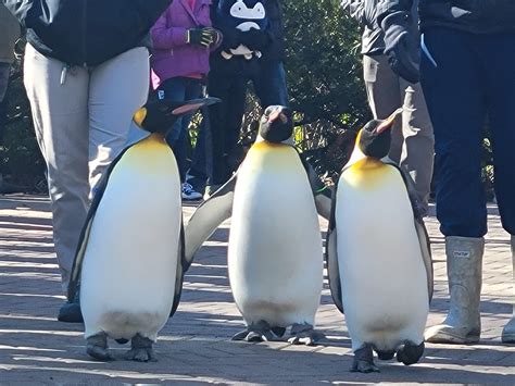 King Penguin Parade, Cincinnati Zoo, Ohio : r/penguin