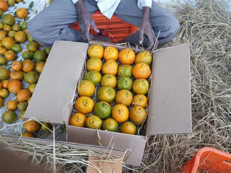 Nagpur Oranges | JaivikFood