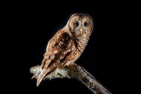 Barred Owl - Douglas Stratton Fine Art Travel Photography