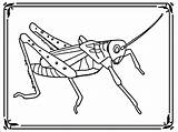 Locust Coloring Pages  ColoringBay sketch template