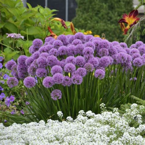 Perennial. Plant - Allium 'Millenium'. Ornamental Onion – Houseplant ...