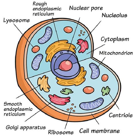 20 Easy Cell Drawing Ideas How To Draw A Cell – NBKomputer