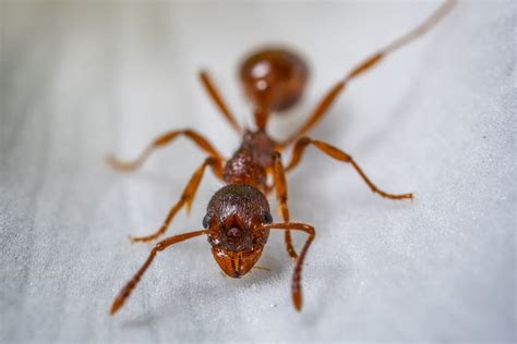 Do Ants Pee and Poop? (The Scientific Answer) – Fauna Facts