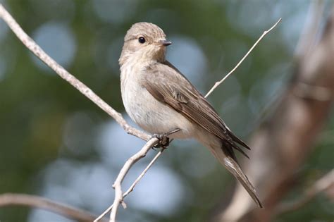 Spotted Flycatcher - song / call / voice / sound.