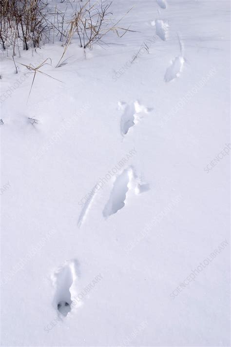 Whitetail Deer Tracks - Stock Image - C004/7983 - Science Photo Library