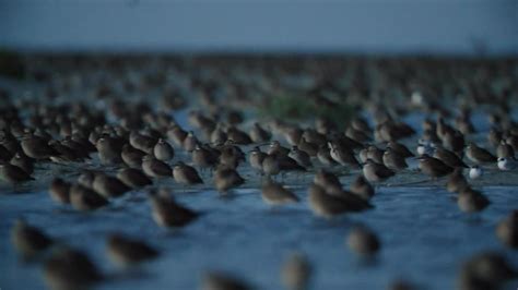 A migration odyssey: Tagging whimbrel shorebirds - CBS News