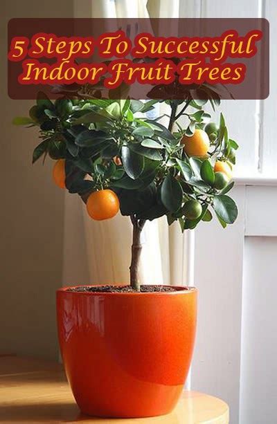 Garden and Farms: 5 Steps To Successful Indoor Fruit Trees