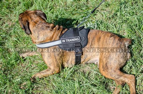 Boxer Dog Harness, Reflexive | Dog Running Harness