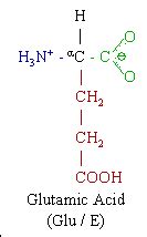 The Glutamic Acid Molecule