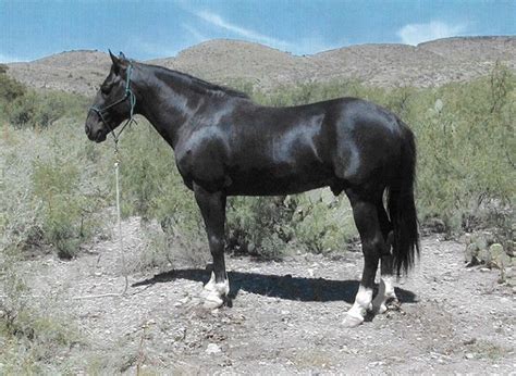 Hidalgo #SpanishBarb | Horses, Horse breeds, Beautiful horses