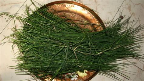 Divine Herb “Durva Grass” – Vipra Yuva Abhivardhan Samaj -VYAS