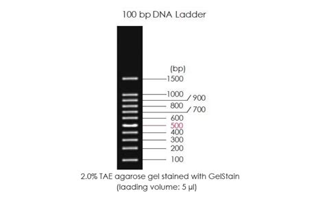 100bp DNA Ladder