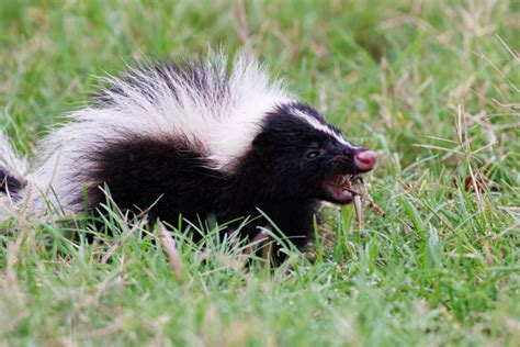 Striped Skunk Eating Grasshopper | Steve Creek Wildlife Photography