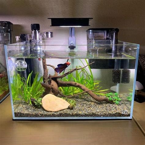 Small Aquarium Decorating Ideas