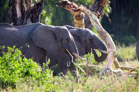 Premium Photo | Gorgeous 4k image of a wild elephant roaming in its natural forest habitat